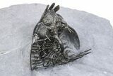 Double Spiny Quadrops Trilobite Specimen - Ofaten, Morocco #255575-11